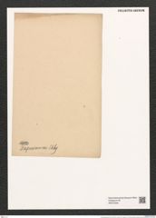 Eunotia tapacumae Ehr. (de-Toni-Nr.: Genus 104, Species 3178) Zeichnungen Sammlung Grunow (NHMW-BOT-W0375249)